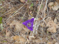 Brodiaea jolonensis