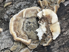 Trametes versicolor