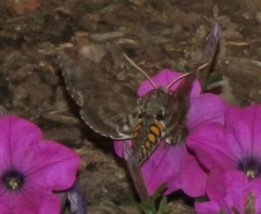 Manduca sexta