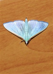 Stemorrhages amphitritalis