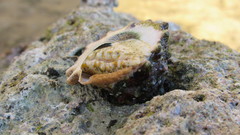 Tectus dentatus