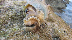 Tectus dentatus