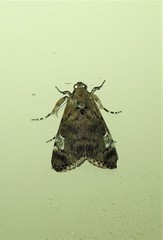 Orthaga thyrisalis