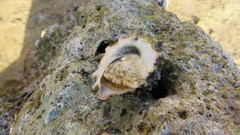 Tectus dentatus