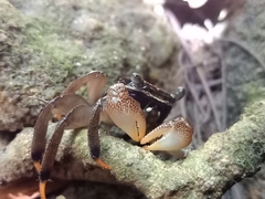 Perisesarma dusumieri