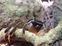 Perisesarma dusumieri