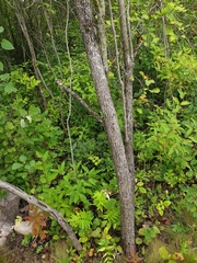 Crataegus integriloba