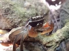 Perisesarma dusumieri