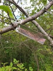 Crataegus integriloba
