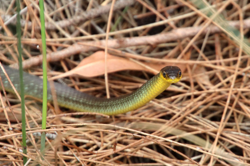 Common Tree Snake sighting