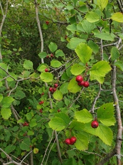 Crataegus integriloba