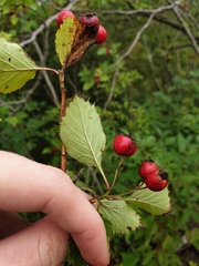 Crataegus integriloba