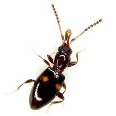 Metaxyphloeus texanus