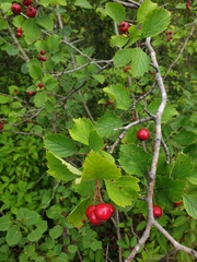 Crataegus integriloba