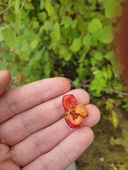 Crataegus integriloba