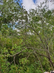 Crataegus integriloba