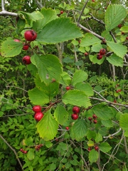 Crataegus integriloba