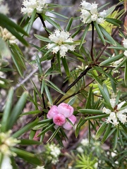 Cyathodes glauca