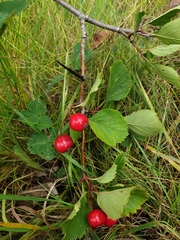 Crataegus integriloba