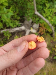 Crataegus integriloba