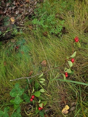 Crataegus integriloba