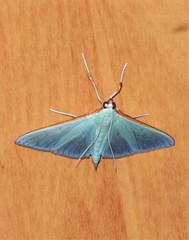 Stemorrhages amphitritalis