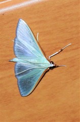 Stemorrhages amphitritalis