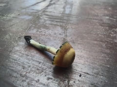 Psilocybe angulospora