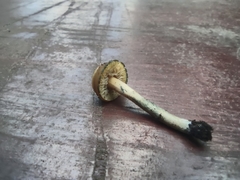 Psilocybe angulospora