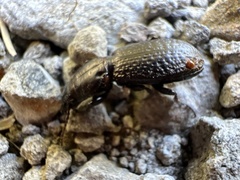 Mecodema crenaticolle