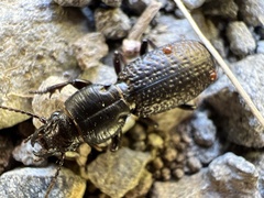 Mecodema crenaticolle