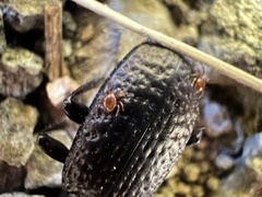 Mecodema crenaticolle