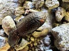Mecodema crenaticolle