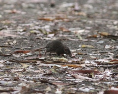 Antechinus mimetes
