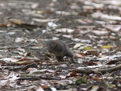 Antechinus mimetes
