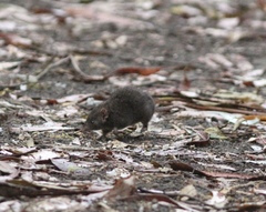 Antechinus mimetes