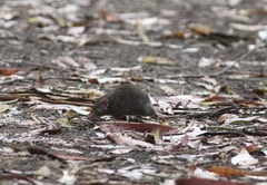 Antechinus mimetes
