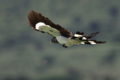 Corythaixoides leucogaster