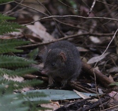 Antechinus mimetes