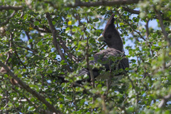 Corythaixoides leucogaster
