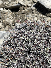 Eriogonum androsaceum