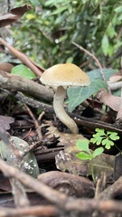 Leratiomyces percevalii