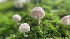 Mycena corticola