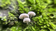 Mycena corticola