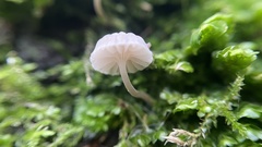 Mycena corticola