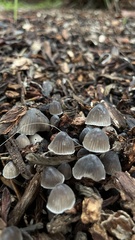 Mycena leptocephala
