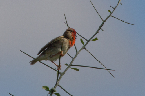 Cardinal Quelea (Quelea cardinalis), photo 7