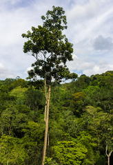 Blepharidium guatemalense