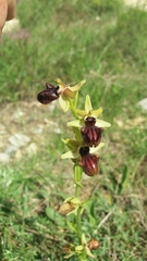 Ophrys sphegodes atrata