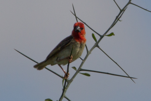Cardinal Quelea (Quelea cardinalis), photo 10